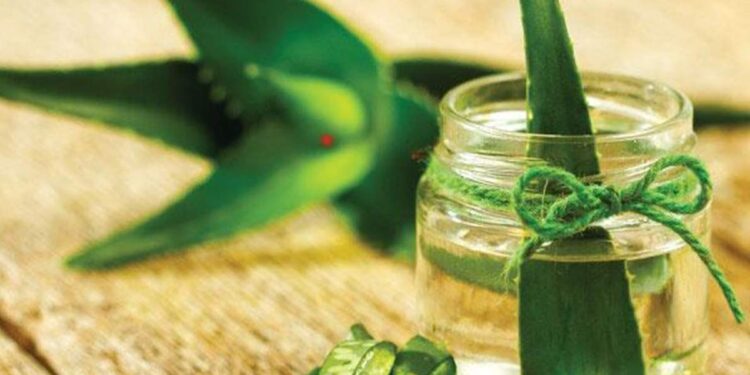 ഈ-ഗുണങ്ങൾക്ക്-രാവിലെ-വെറും-വയറ്റിൽ-കുടിക്കാം-കറ്റാർ-വാഴ-ജ്യൂസ്!