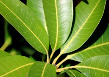 ഔഷധ-ഗുണങ്ങളുടെ-കലവറയാണ്-മാവില