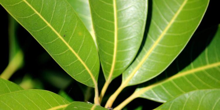 ഔഷധ-ഗുണങ്ങളുടെ-കലവറയാണ്-മാവില