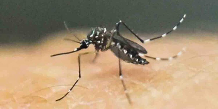 സംസ്ഥാനത്ത്-അഞ്ച്-പേർക്ക്-കൂടി-സിക്ക-വൈറസ്-സ്ഥിരീകരിച്ചു;-ആകെ-രോഗികളുടെ-എണ്ണം-35