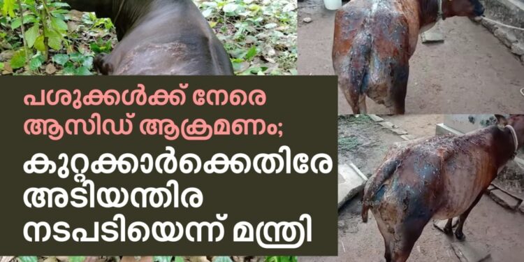 പശുക്കള്‍ക്ക്-നേരെ-ആസിഡ്-ആക്രമണം;-അടിയന്തര-നടപടി-സ്വീകരിക്കുമെന്ന്-മന്ത്രി-|impact