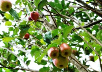 കാന്തല്ലൂർ-ചുവന്നു;-സഞ്ചാരികളെ-കാത്ത്‌-ആപ്പിൾതോട്ടങ്ങൾ