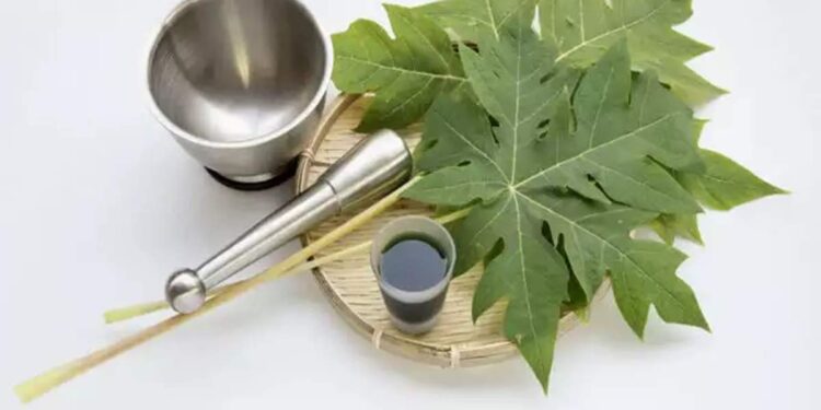 പ്ലേറ്റ്‍ലെറ്റ്-കൗണ്ട്-കൂട്ടാൻ-പപ്പായ-ഇലകൾ;-ഇങ്ങനെ-ഉപയോഗിക്കാം