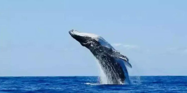 കേരള-തീരക്കടലിൽ-നീല-തിമിംഗലം-എത്തി;-വിഴിഞ്ഞത്തെ-ഹൈഡ്രോ-ഫോണിൽ-ശബ്ദം-പതിഞ്ഞു,-സ്ഥിരീകരണം