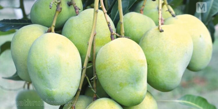 മുതലമടയിൽ-മാവ്-പൂക്കാൻ-വ്യാജ-ഹോർമോൺ;-തളിക്കുന്നത്-കർഷകർ-പോലുമറിയാതെ