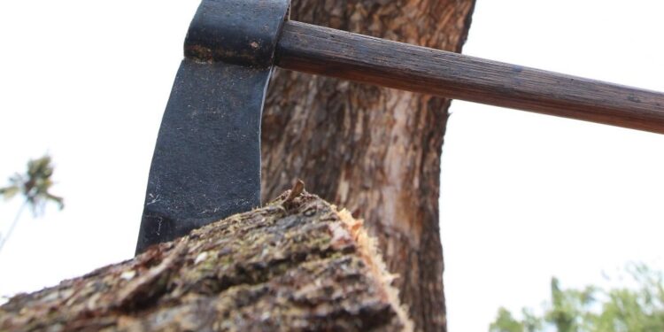 മുട്ടില്‍-മരംമുറി:-ദേശീയ-ഹരിത-ട്രിബ്യൂണല്‍-സ്വമേധയാ-കേസെടുത്തു