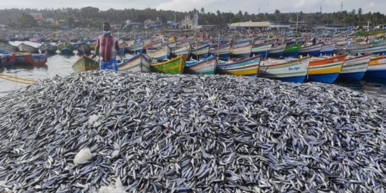 വിഴിഞ്ഞത്ത്-ചാകര;-കൊഴിയാള-മത്സ്യം-വാങ്ങാന്‍-തുറമുഖത്ത്-തിക്കും-തിരക്കും