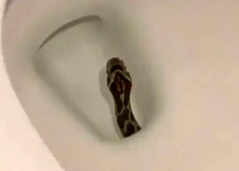 രാത്രി-തനിയെ-ഫ്ലഷ്-ചെയ്ത്-ടോയ്‌ലെറ്റ്,-ബാത്റൂം-തുറന്ന-വീട്ടുടമസ്ഥൻ-ഞെട്ടി