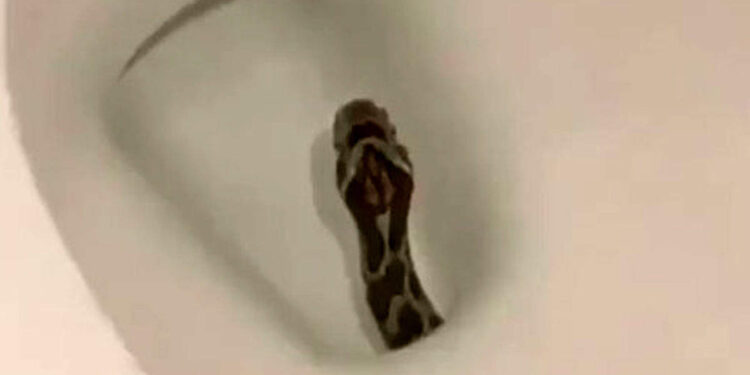 രാത്രി-തനിയെ-ഫ്ലഷ്-ചെയ്ത്-ടോയ്‌ലെറ്റ്,-ബാത്റൂം-തുറന്ന-വീട്ടുടമസ്ഥൻ-ഞെട്ടി