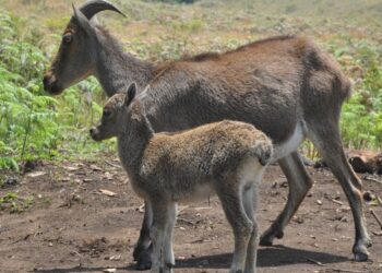 രാജമലയിൽ-തിരക്കേറുന്നു