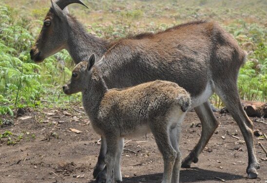 രാജമലയിൽ-തിരക്കേറുന്നു