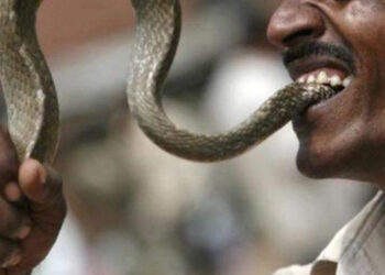 കടിച്ച-പാമ്പിനെ-തിരിച്ചു-കടിച്ച്-യുവാവ്;-ഒടുവിൽ-പാമ്പ്-ചത്തു,-യുവാവിന്റെ-കാര്യം…