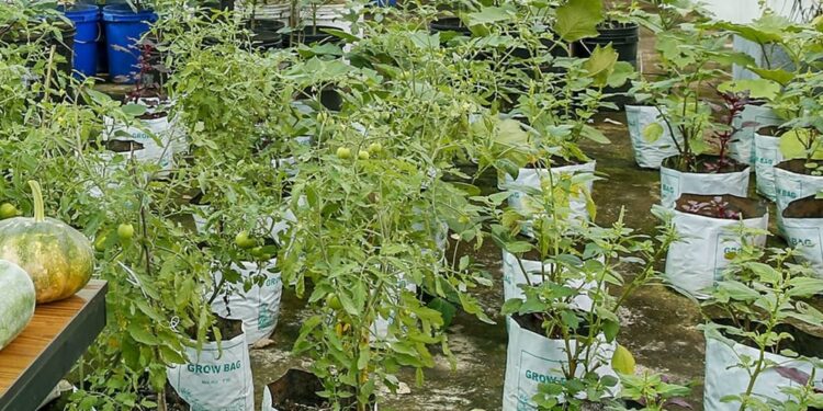 തൃശ്ശൂര്‍-കോര്‍പ്പറേഷന്റെ-കാര്‍ഷിക-അവാര്‍ഡ്-മാതൃഭൂമിക്ക്