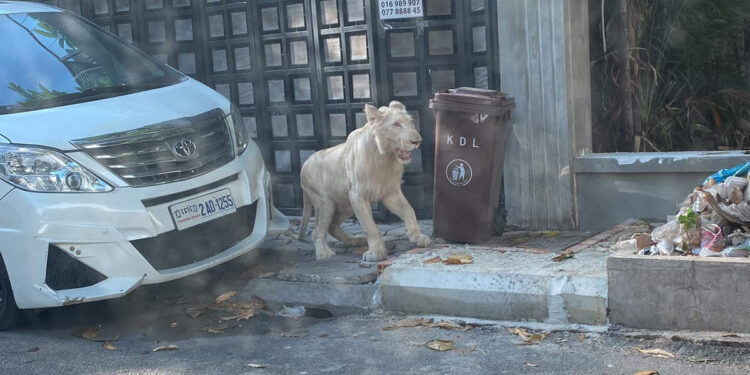തെരുവിൽ-അലഞ്ഞ്-നടന്ന്-ചൈനീസ്-വ്യവസായി-വീട്ടിൽ-വളർത്തുന്ന-സിംഹം,-വീഡിയോ