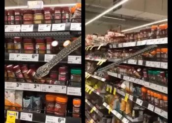 സൂപ്പർമാർക്കറ്റിലെ-സാധനങ്ങൾ-എടുക്കുന്നതിന്-മുൻപ്-ശ്രദ്ധിച്ചോ!-പുറകിലൊരു-പെരുമ്പാമ്പ്-ഉണ്ടെങ്കിലോ?