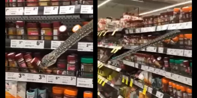 സൂപ്പർമാർക്കറ്റിലെ-സാധനങ്ങൾ-എടുക്കുന്നതിന്-മുൻപ്-ശ്രദ്ധിച്ചോ!-പുറകിലൊരു-പെരുമ്പാമ്പ്-ഉണ്ടെങ്കിലോ?