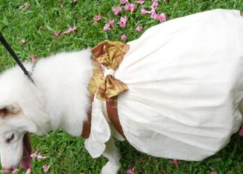 കൊച്ചിയില്‍-വളര്‍ത്തുമൃഗങ്ങള്‍ക്കും-ഓണക്കോടി