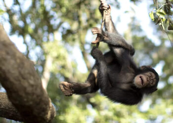 ചിമ്പാൻസിയുമായി-ബന്ധം!-സ്ത്രീയ്ക്ക്-മൃഗശാലയിൽ-കയറാൻ-വിലക്ക്