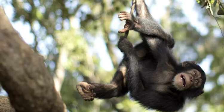 ചിമ്പാൻസിയുമായി-ബന്ധം!-സ്ത്രീയ്ക്ക്-മൃഗശാലയിൽ-കയറാൻ-വിലക്ക്