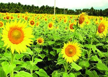 കണ്ണെത്താദൂരം-മഞ്ഞവസന്തം;-സുന്ദരപാണ്ഡ്യപുരത്ത്‌-സൂര്യകാന്തിപ്പാടങ്ങൾ-ഒരുങ്ങി