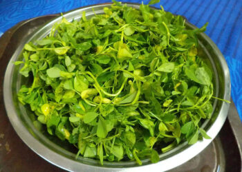 ഉലുവയില-കഴിച്ചാൽ-ലഭിക്കും-ഗുണങ്ങൾ