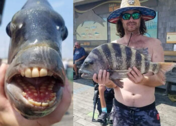 വായ്-നിറയെ-മനുഷ്യന്-സമാനമായ-പല്ലുകൾ,-അത്ഭുതമായി-ഷീപ്ഷെഡ്-മീൻ