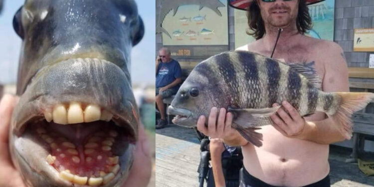 വായ്-നിറയെ-മനുഷ്യന്-സമാനമായ-പല്ലുകൾ,-അത്ഭുതമായി-ഷീപ്ഷെഡ്-മീൻ