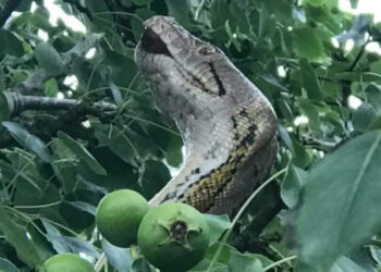 ജംഗിൾ-ബുക്കിലെ-കാ-വഴിതെറ്റി-വന്നതാണോ?-പേടിപ്പിച്ച്-10-നീളമുള്ള-ഭീമൻ-പെരുമ്പാമ്പ്
