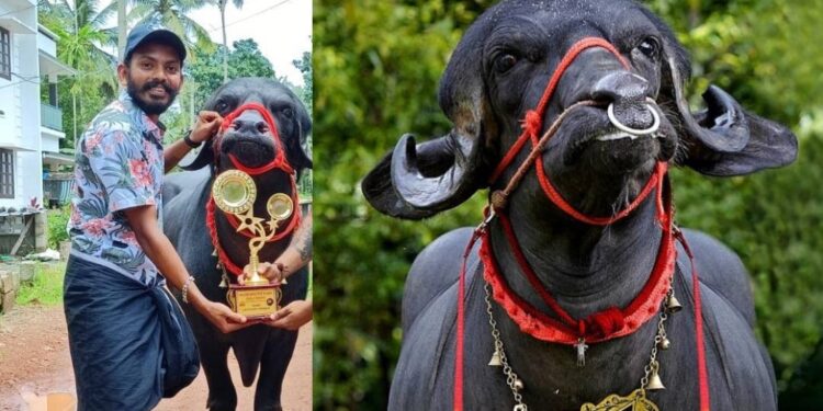 ചാലിശ്ശേരിയിലെ-ബെല്ലാരി-രാജ;-ഗുജറാത്തിലെ-ജാഫ്രബാദി-ഇനം