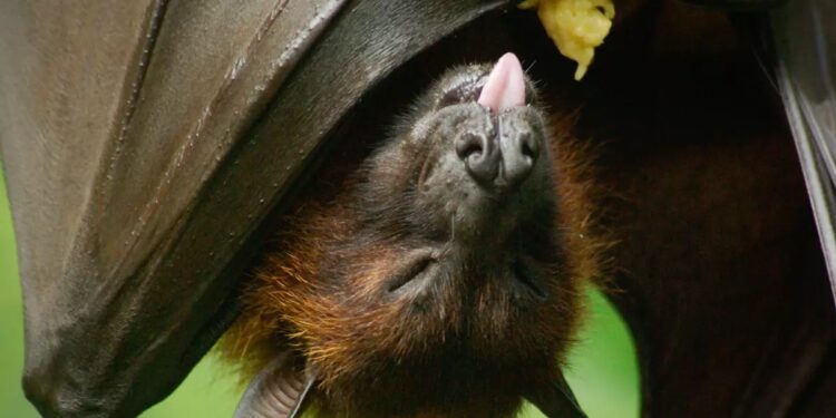 നിപ-ഉറവിടം:-വവ്വാലുകളെ-പരിശോധിക്കാന്‍-പ്രത്യേക-ദൗത്യസംഘം-നാളെ-എത്തും;-ഫീല്‍ഡ്-സര്‍വൈലന്‍സും-ഫീവര്‍-സര്‍വൈലന്‍സും-തുടങ്ങി