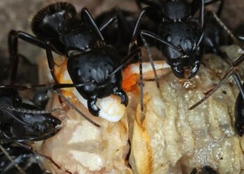 ഉറുമ്പിന്റെ-പല്ലിന്‍റെ-ഉറപ്പ്:-രഹസ്യം-കണ്ടെത്തി-ശാസ്ത്രജ്ഞര്‍;-വഴിത്തിരിവായേക്കാവുന്ന-കണ്ടെത്തൽ