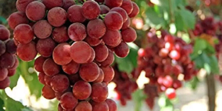 ചുവന്ന-മുന്തിരി-ആരോഗ്യത്തിന്-കൂട്ടാകുന്നത്-ഇങ്ങനെ