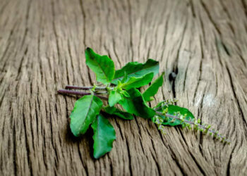 ദഹനപ്രശ്നങ്ങൾ-അകറ്റാൻ-തുളസിയില-പ്രതിവിധിയാക്കാം