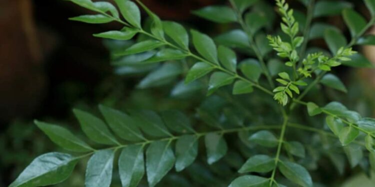 ശരീരഭാരം-കുറയ്ക്കും,-കൊളസ്ട്രോളിനും-ഉത്തമം;-അറിയാം-കറിവേപ്പിലയുടെ-ഔഷധഗുണങ്ങള്‍