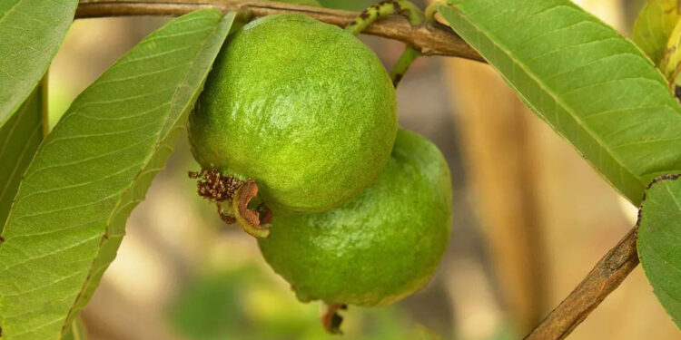 നിസ്സാരക്കാരല്ല-പേരയ്ക്കയും-പേരയിലയും,-ഈ-ഗുണങ്ങളറിയാം