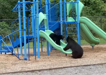 പാർക്കിലെ-സ്ലൈഡ്-എങ്ങനെ-ഉപയോഗിക്കാം?-വൈറലായി-കരടിയുടെ-ക്ലാസ്