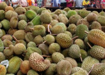 ദൂരിയാന്‍-പഴത്തോടുകൾ-ഇനി-മാലിന്യമാവില്ല,-തോടിൽ-നിന്ന്-ബാൻഡേജ്-വികസിപ്പിച്ച്-ഗവേഷകര്‍