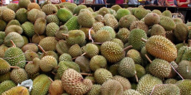 ദൂരിയാന്‍-പഴത്തോടുകൾ-ഇനി-മാലിന്യമാവില്ല,-തോടിൽ-നിന്ന്-ബാൻഡേജ്-വികസിപ്പിച്ച്-ഗവേഷകര്‍