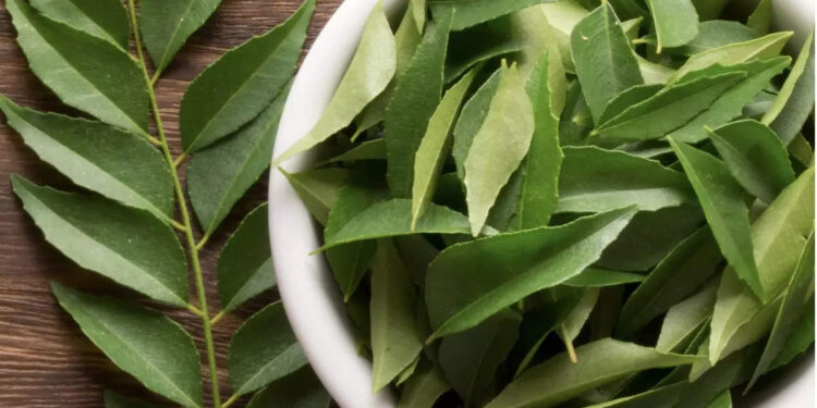 ഭാരം-നിയന്ത്രിക്കാൻ-കറിവേപ്പില-ഇങ്ങനെ-കഴിച്ച്-നോക്കൂ