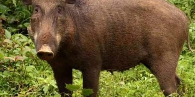 കൃഷി-നശിപ്പിക്കുന്ന-കാട്ടുപന്നികളെ-വെടിവെക്കാൻ-അനുമതി-നൽകി-മുഖ്യമന്ത്രി