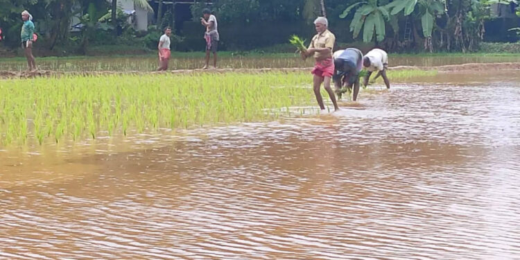 ബംഗാളികളെ-കേരളത്തില്‍-ഞാറുനടാന്‍-പഠിപ്പിക്കുമ്പോള്‍