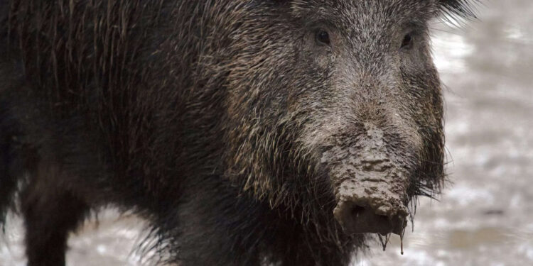 എന്തുകൊണ്ട്-കാട്ടുപന്നികളെ-വേട്ടയാടാന്‍-ആദിവാസികളെ-അനുവദിക്കണം?