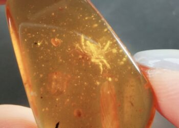 മരക്കറയില്‍-കുടുങ്ങിയ-ഞണ്ട്;-ദിനോസറിന്റെ-സഹവാസികളെ-കണ്ടെത്തി