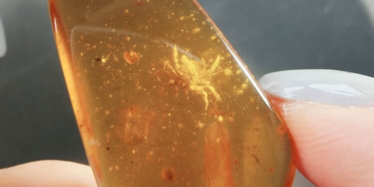 മരക്കറയില്‍-കുടുങ്ങിയ-ഞണ്ട്;-ദിനോസറിന്റെ-സഹവാസികളെ-കണ്ടെത്തി