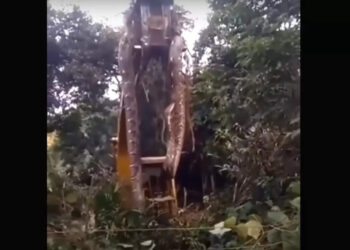 വൈറലായി-ക്രെയിൻ-ഉപയോഗിച്ച്-പൊക്കിയെടുത്ത-ഭീമൻ-പാമ്പ്!-സത്യമെന്ത്?