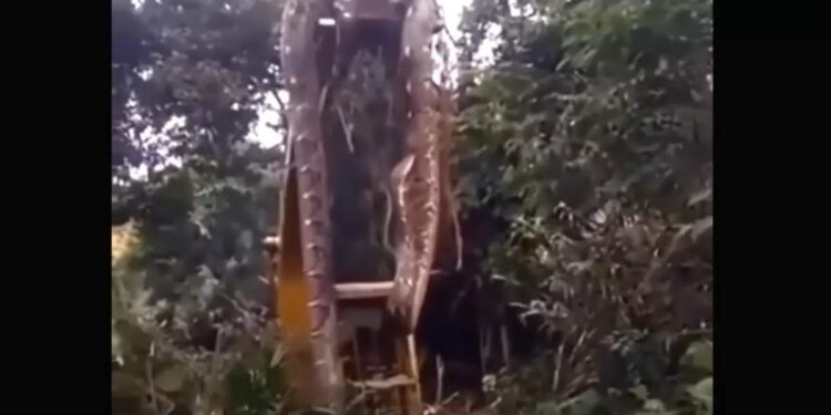 വൈറലായി-ക്രെയിൻ-ഉപയോഗിച്ച്-പൊക്കിയെടുത്ത-ഭീമൻ-പാമ്പ്!-സത്യമെന്ത്?