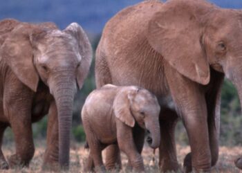 വേട്ടയാടല്‍-തുടര്‍ന്നപ്പോള്‍-ആനകളില്‍-പരിണാമം;-കൊമ്പില്ലാത്ത-ആഫ്രിക്കന്‍-പെണ്ണാനകളുടെ-എണ്ണം-കൂടി