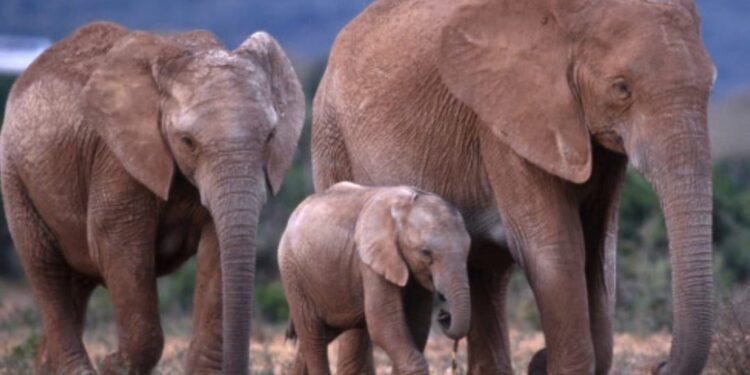 വേട്ടയാടല്‍-തുടര്‍ന്നപ്പോള്‍-ആനകളില്‍-പരിണാമം;-കൊമ്പില്ലാത്ത-ആഫ്രിക്കന്‍-പെണ്ണാനകളുടെ-എണ്ണം-കൂടി