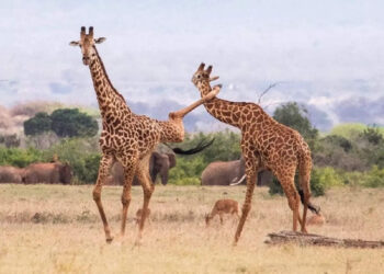 ജിറാഫ്-ഒരു-പാവത്താൻ-മൃഗം-ആണല്ലേ?-പക്ഷെ-കാലുകൊണ്ട്-ഒരെണ്ണം-കിട്ടിയാലുണ്ടല്ലോ