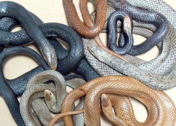 പാമ്പുകളുടെ പെരുപ്പത്തിൽ ക്വീൻസ്ലാൻഡുകാർക്ക് ജാഗ്രതാ മുന്നറിയിപ്പ്.